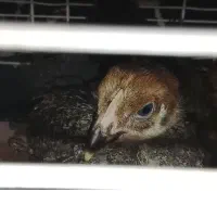 چهارتاجوجه ولایتی