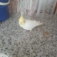 عروس هلندی ماده