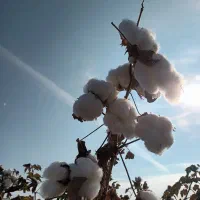 سرمایه گذاری