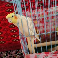 طوطی عروس هلندی سخنگو