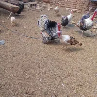 پول|حیوانات مزرعه|اسفراین, |دیوار