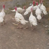 بوقلمون گوشتی فروشی