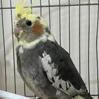 عروس هلندی ماده