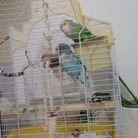 کوتوله آبی نر