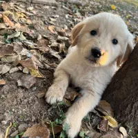 توله نژاد گلدن، اصالت اسکاتلندی باهوش|سگ|رشت, سعدی (تختی)|دیوار