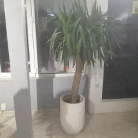 گل یوکا ۲متری