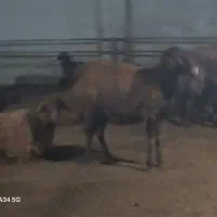 فروش بره پرواری وگوشتی|حیوانات مزرعه|طبقده, |دیوار