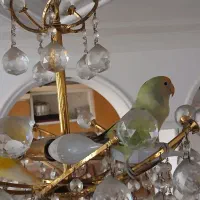 طوطی برزیلی زیبا رنگ خاص رام