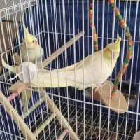 عروس هلندی لوتینو|پرنده|بهبهان, |دیوار