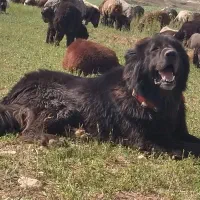 واگذاری سگ گله ای دهن پاک