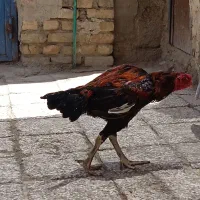 خروسـ|حیوانات مزرعه|زاهدان, |دیوار