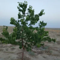 زمین-باغی-معاوضه-با-هوایی-سفت-کاری