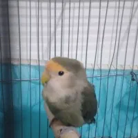 طوطی برزیلی دستی|پرنده|رباط‌کریم, شترخوار|دیوار