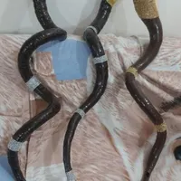 شیپور شاخی محرمی