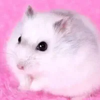 همستر کوتوله کمپل