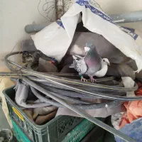 سلام خدمت دوستان  دم سفید|پرنده|تربت‌حیدریه, یحیی آباد|دیوار