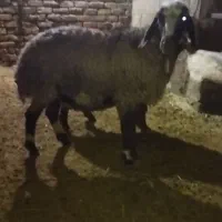 فروش دو راس میش