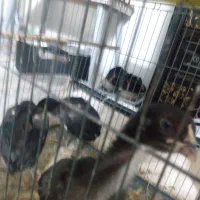 جوجه لاری قلم سبز