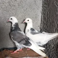 کبوتر جوجه پشت سیاه ابلغشازده سبز تیکه پاره پرشی|پرنده|کرج, کوی کارمندان جنوبی|دیوار