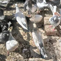 کفتر یه خانه|پرنده|همدان, |دیوار