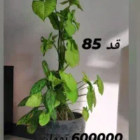 گل پتوس فروش فوری|گل و گیاه طبیعی|اصفهان, الهیه|دیوار