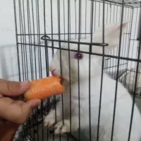 خرگوش|موش و خرگوش|سبزوار, شرق کال عیدگاه|دیوار