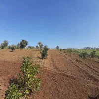 فروش باغ مرکبات|فروش زمین و ملک کلنگی|قائمشهر, |دیوار