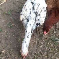 مرغ لاری|حیوانات مزرعه|لاهیجان, خالو باغ|دیوار