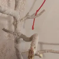 درختچه طوطی چوب پسته|لوازم جانبی حیوانات|تهران, وردآورد|دیوار