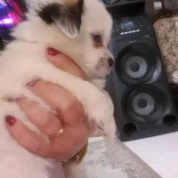 توله سگ دو ماهه