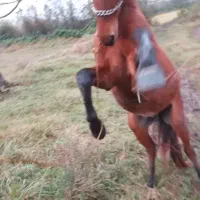 فروش اسب|اسب و تجهیزات اسب‌سواری|خمام, |دیوار