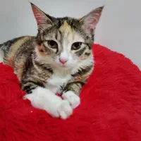 واگداری بچه گربه 4ماهه
