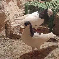 کبوتر جوفگا و پرشی