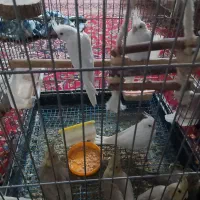 عروس هلندی دستی و رام مرغ عشق