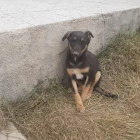 فروش  سگ دورگه  روتوایلر دوبرمن