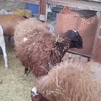 بره|حیوانات مزرعه|کشکوئیه, |دیوار