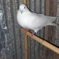 کبوترفروش یامعاوضه|پرنده|رشت, حومه رشت|دیوار