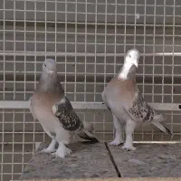 کفتر جفتی|پرنده|شیراز, شهرک گلستان|دیوار