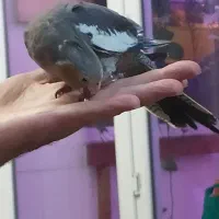 عروس هلندی ماده|پرنده|احمدآبادمستوفی, |دیوار