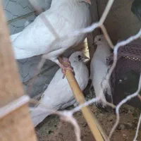 فروش تعدادی کفتر|پرنده|محلات, |دیوار