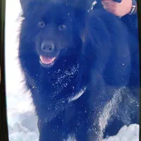 ژرمن|سگ|ماکو, |دیوار