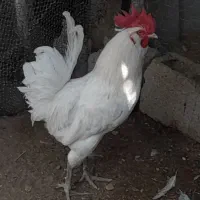 دو۲عددخروش ویک مرغ کرک محلی اصل خورموج درخدمتم|حیوانات مزرعه|خورموج, |دیوار