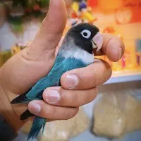 پرنده سرای کاکادو