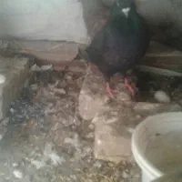 دوجفت کفترپرشی|پرنده|یزد, |دیوار