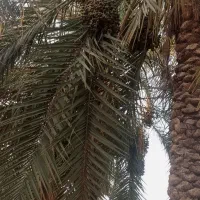 کار کشاورزی