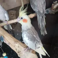 ۳تا عروس هلندی دونه ای ۸۰۰