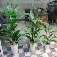 درخت پرنده بهشتی تولید داخل(۱۲ برگ و ۲۴ برگ)