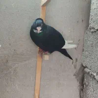 پرنده|پرنده|تربت‌حیدریه, فرمانداری|دیوار