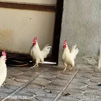 خروس جاپنیز|حیوانات مزرعه|کرمانشاه, |دیوار