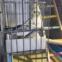 عروس هلندی|پرنده|ری, حمزه‌آباد|دیوار